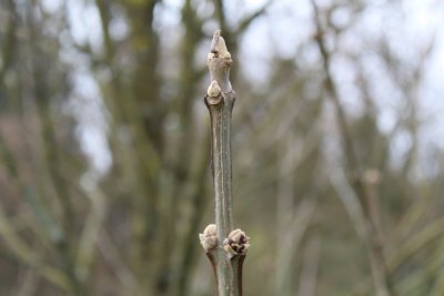 Fraxinus quandrangulata - jasan čtyřhranný - zimní pupen (2)